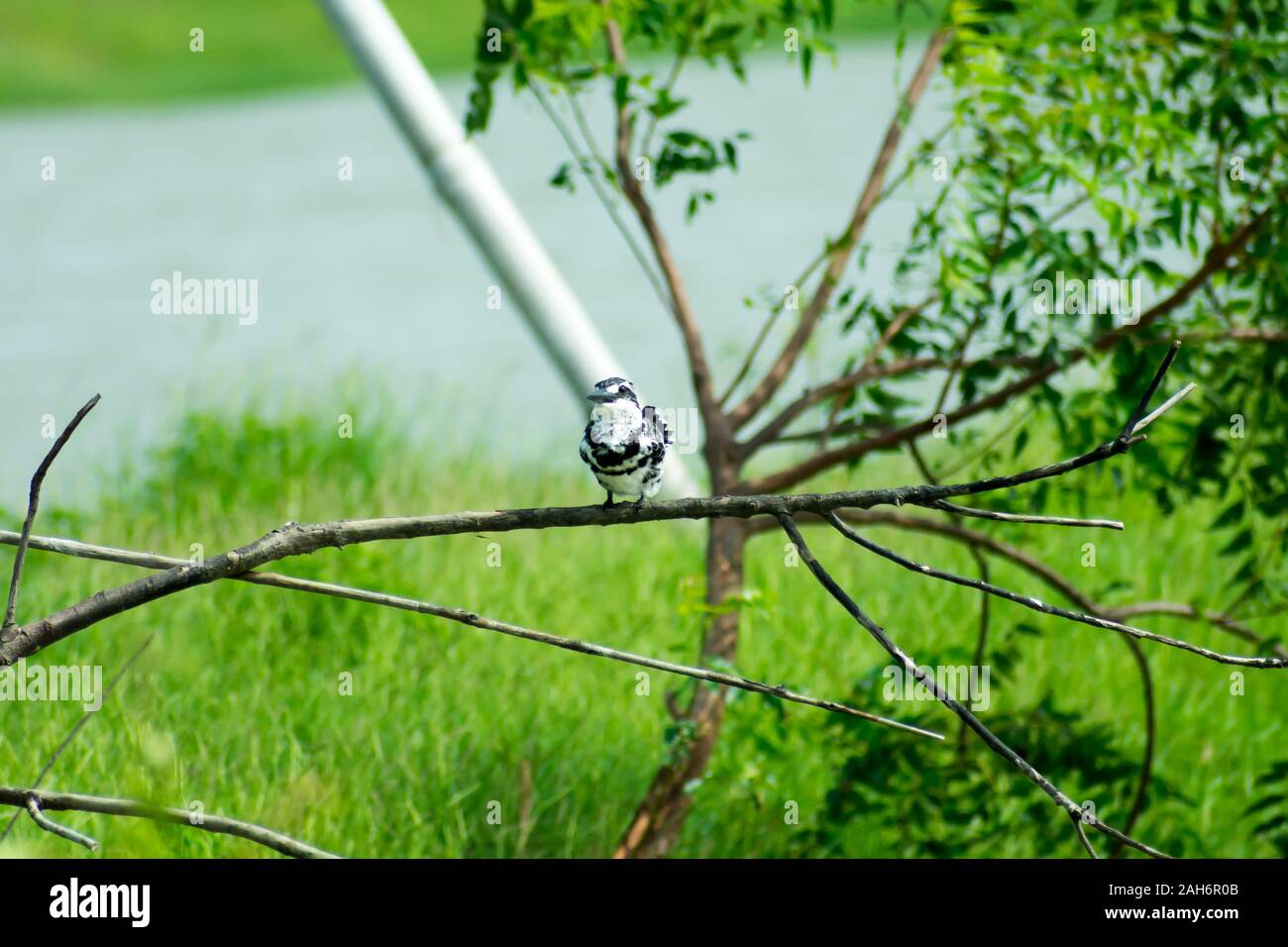 Pied kingfisher Wasser Vogel (Ceryle rudis) mit Weiß schwarzes Gefieder Crest und großen Schnabel auf Ast im Küstenbereich hocken Schweben für c entdeckt Stockfoto