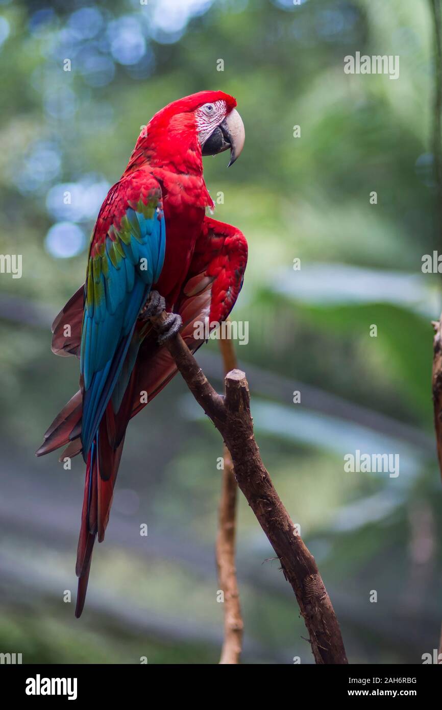Roten und Grünen Ara oder Green winged Macaw, wissenschaftlicher Name chloropterus ara Papagei Vogel im Parque das Aves Foz do Iguacu, Parana, vogel Par Stockfoto