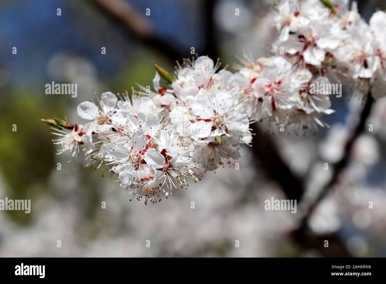 Die Kirschblüte im Frühling, selektiven Fokus. Weiß sakura Blumen auf eine Zweigniederlassung, die in einem Garten, romantische Hintergrund Stockfoto