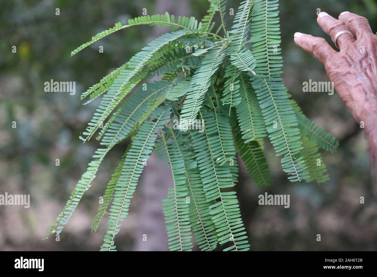 Indische grüne Stachelbeere Blätter auf einem Ast im Garten Stockfoto