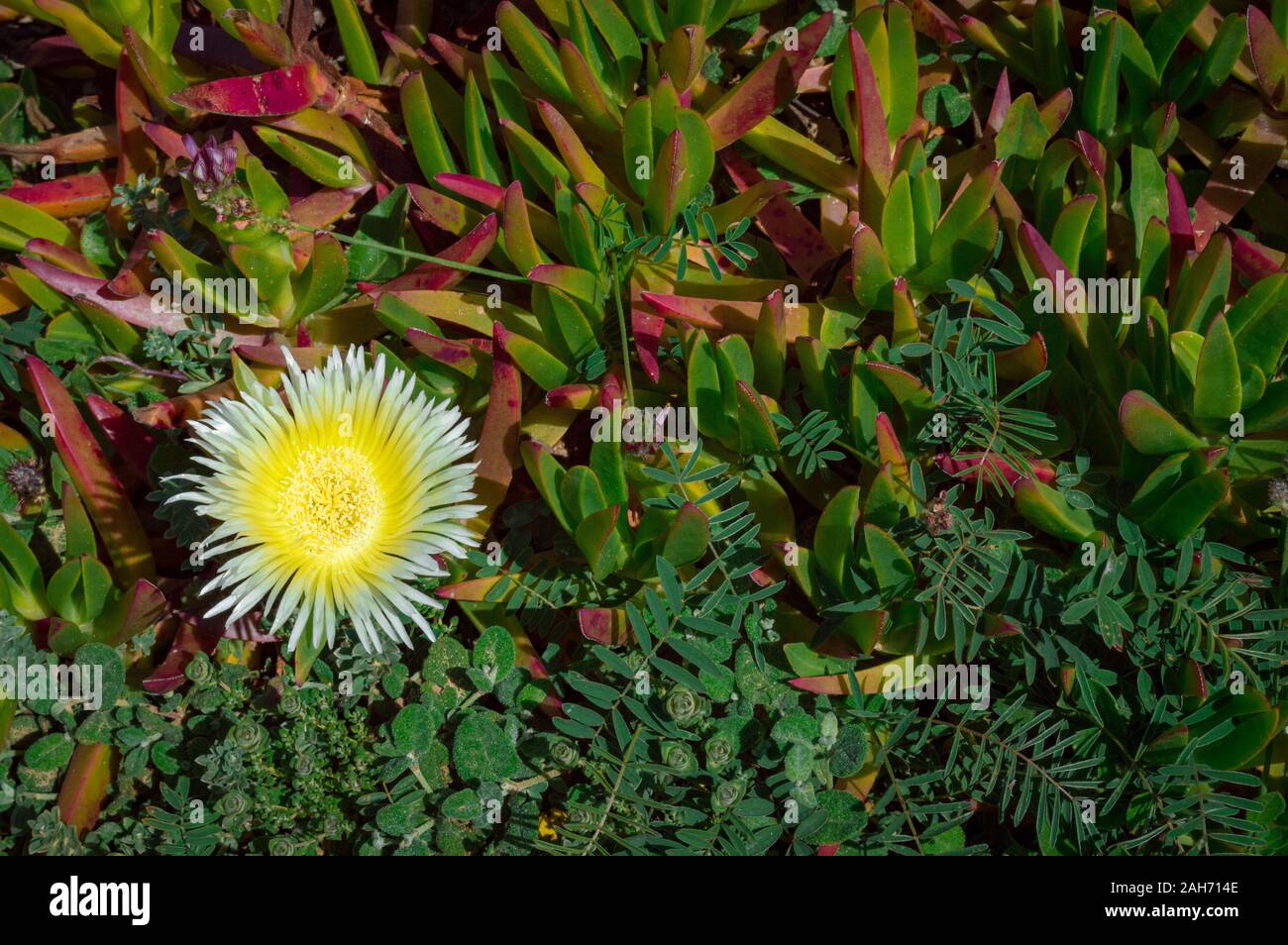 Lampranthus Blume auf der atlantischen Küste, Alentejo, Portugal Stockfoto