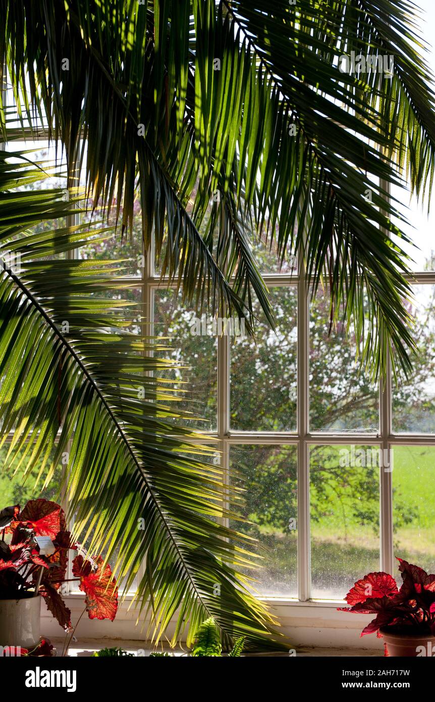 Wucherndes grün im alten Holz- Fenster, Üppige Palmen und Pflanzen im Sonnenlicht, das durch die schönen Fenster, sonniger Tag, niemand, senkrecht. Stockfoto