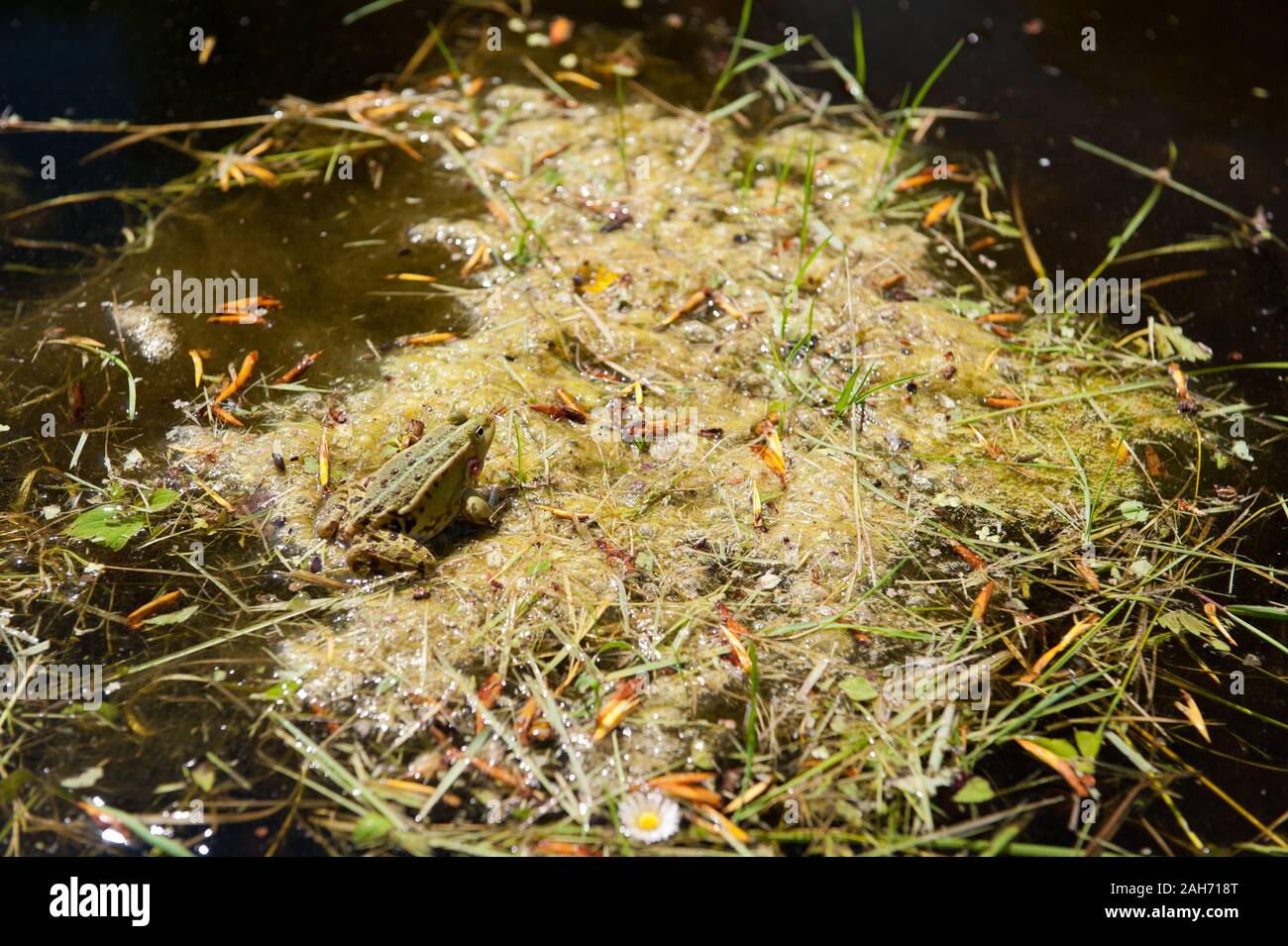 Frosch auf dem wasser Fotos und Bildmaterial in hoher Auflösung Alamy