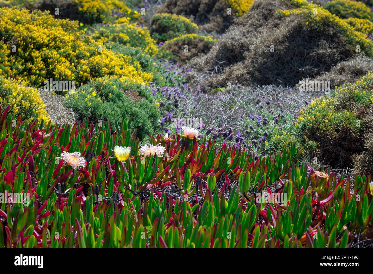 Lampranthus Blume auf der atlantischen Küste, Alentejo, Portugal Stockfoto