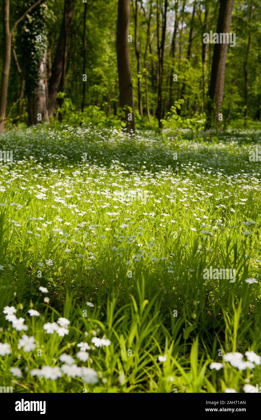 Frühling blühende Pflanzen in der Morgensonne, junges Holz natürlichen Blick mit Bäumen und weißen Blumen wachsen wie der Boden abdecken. Rechte verwaltet. Stockfoto