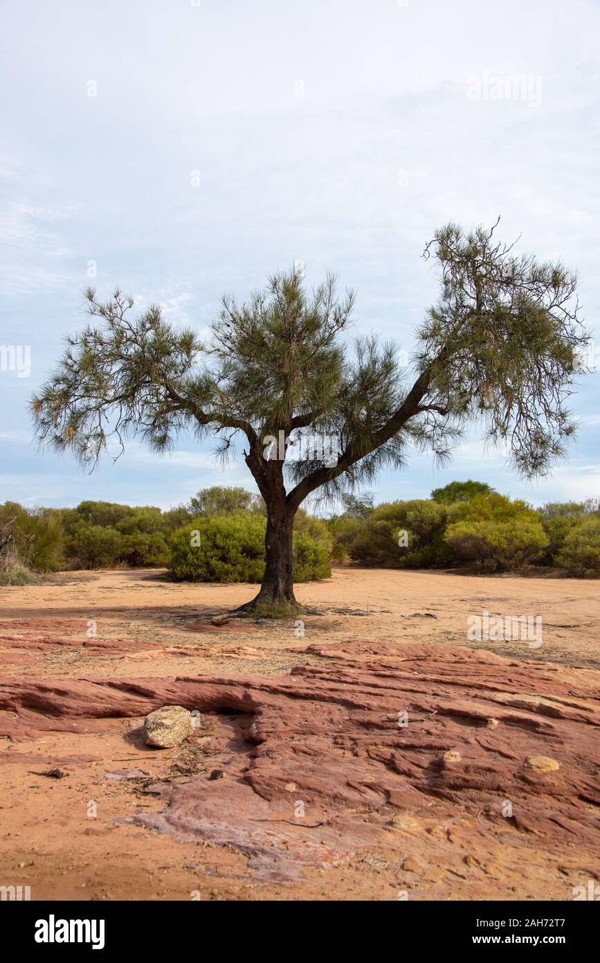 Einsamer Baum an riverbedding in Kalbarri National Park, WA, Australien Stockfoto