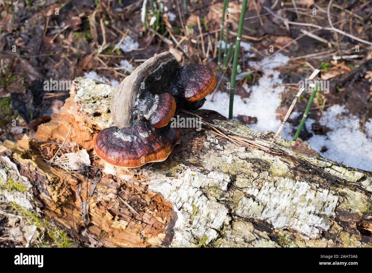Eine Nahaufnahme einer Konsole, Pilz oder polypore, die immer auf einem anderen polypore eines gefallenen Baum ist Stockfoto