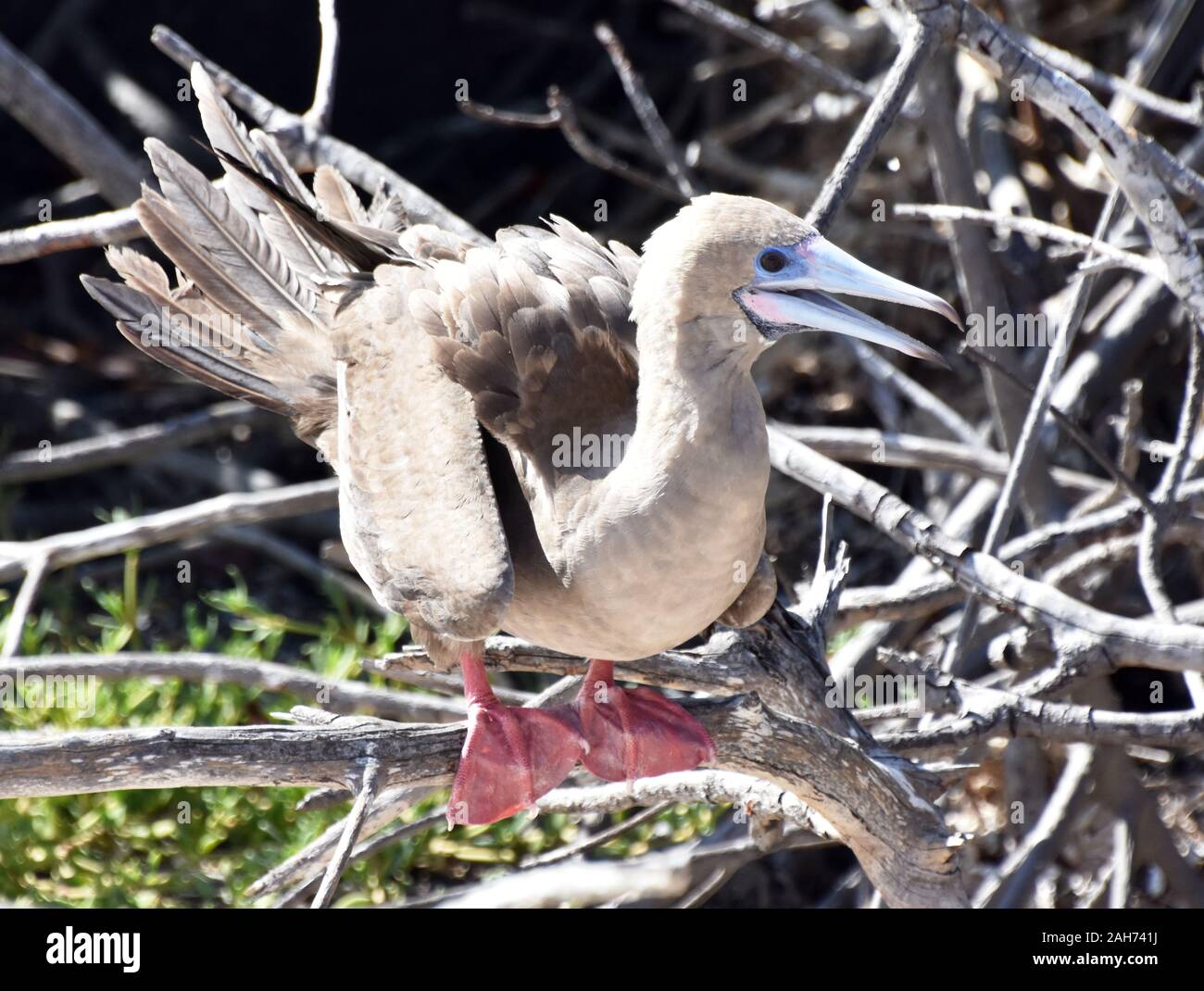 Die seabird red-footed Booby sula Sula sitzen auf einem Ast Stockfoto