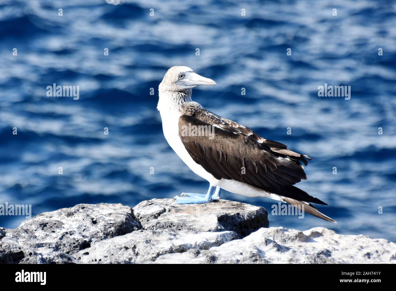 Blue-footed booby Sula nebouxii stehend auf einem Felsen am Meer Stockfoto