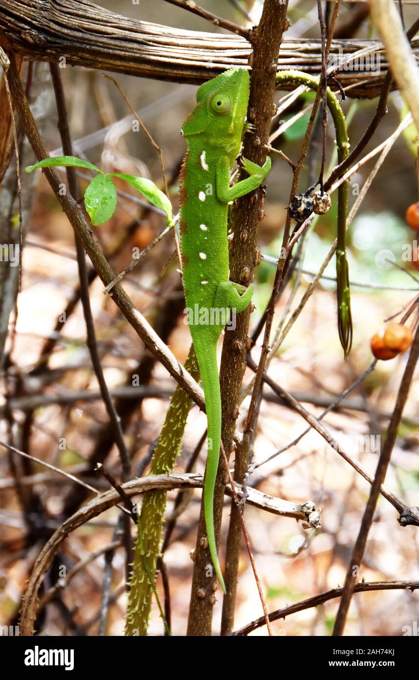Weibliche madagassischen Chamäleons Furcifer oustaleti Stockfoto