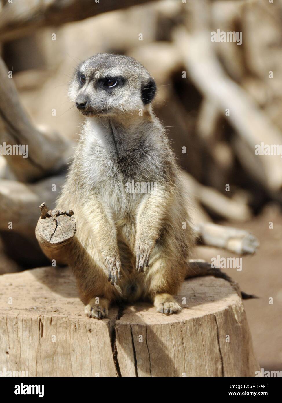 Erdmännchen Suricata suricatta Wache in der Wüste Stockfoto