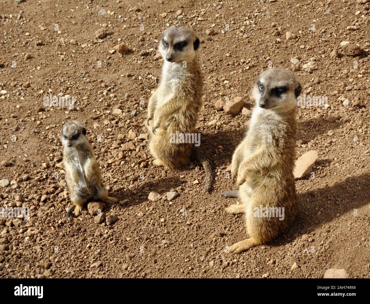 Erdmännchen Suricata suricatta Wache in der Wüste Stockfoto