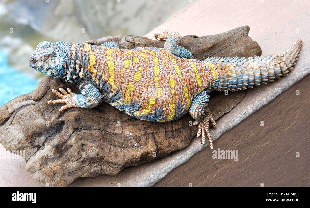 Die reich verzierten mastigure Uromastyx ornata auf eine Baumwurzel Stockfoto