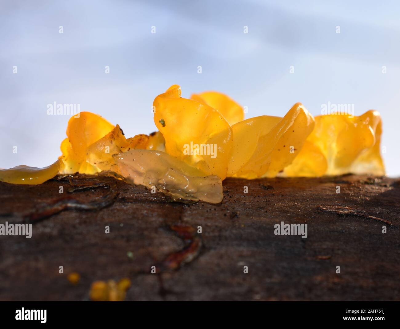 Die goldenen Gelee Pilz Tremella mesenterica wächst auf einem Baumstamm Stockfoto