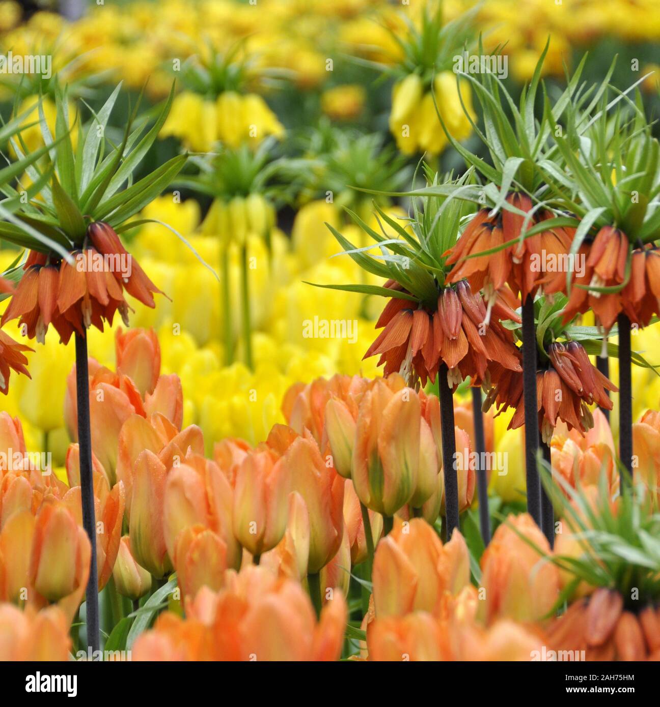 Red Kaiser's Crown, Blumen unter Tulpen Stockfoto