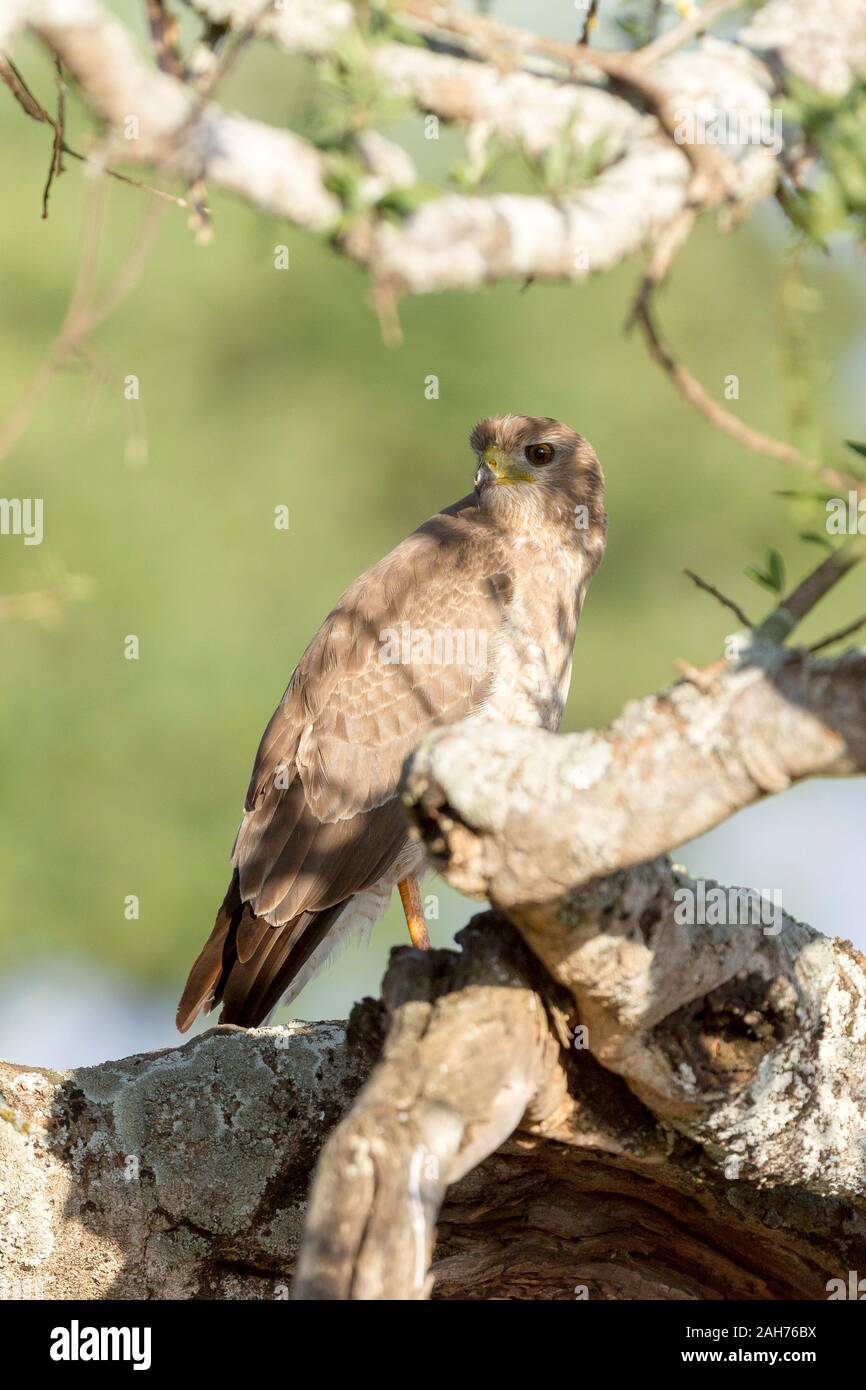 Ein einzelner juveniler östlicher oder bunter Goshawk, der im Halbschatten auf einem Baum thront, rückblickend, Hochformat, Sosian, Laikipia, Kenia, Afrika Stockfoto