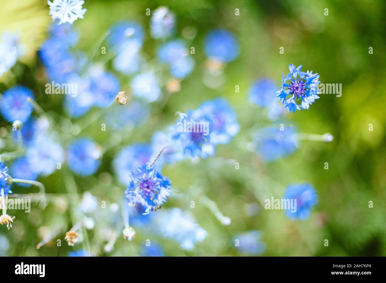 Bunte Blumen in sanften Farben und Unschärfe Stil für Hintergrund Stockfoto