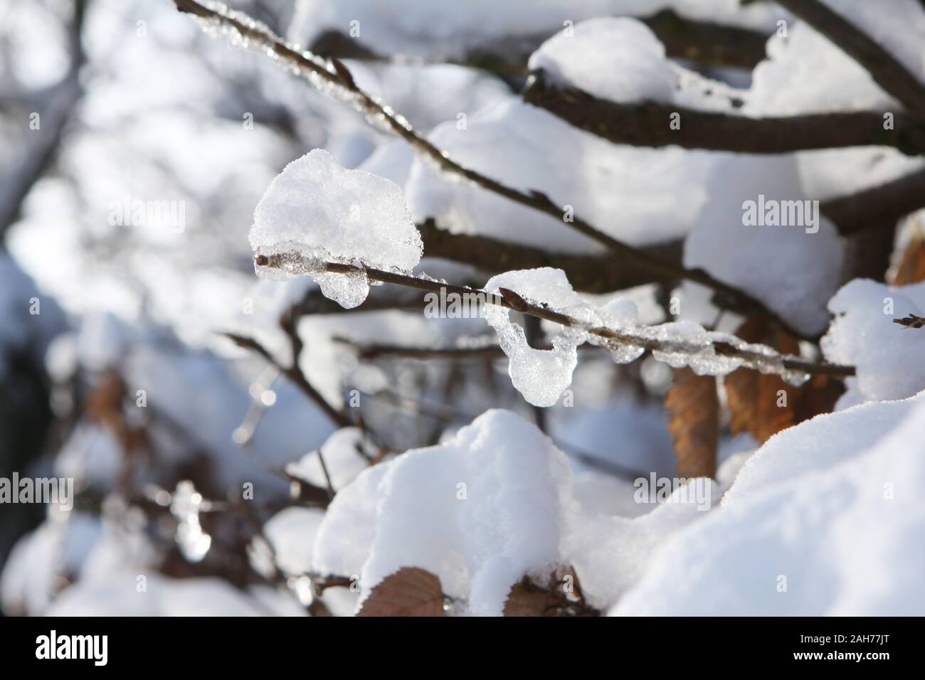Eis auf Zweige und leaave in Forrest Stockfoto