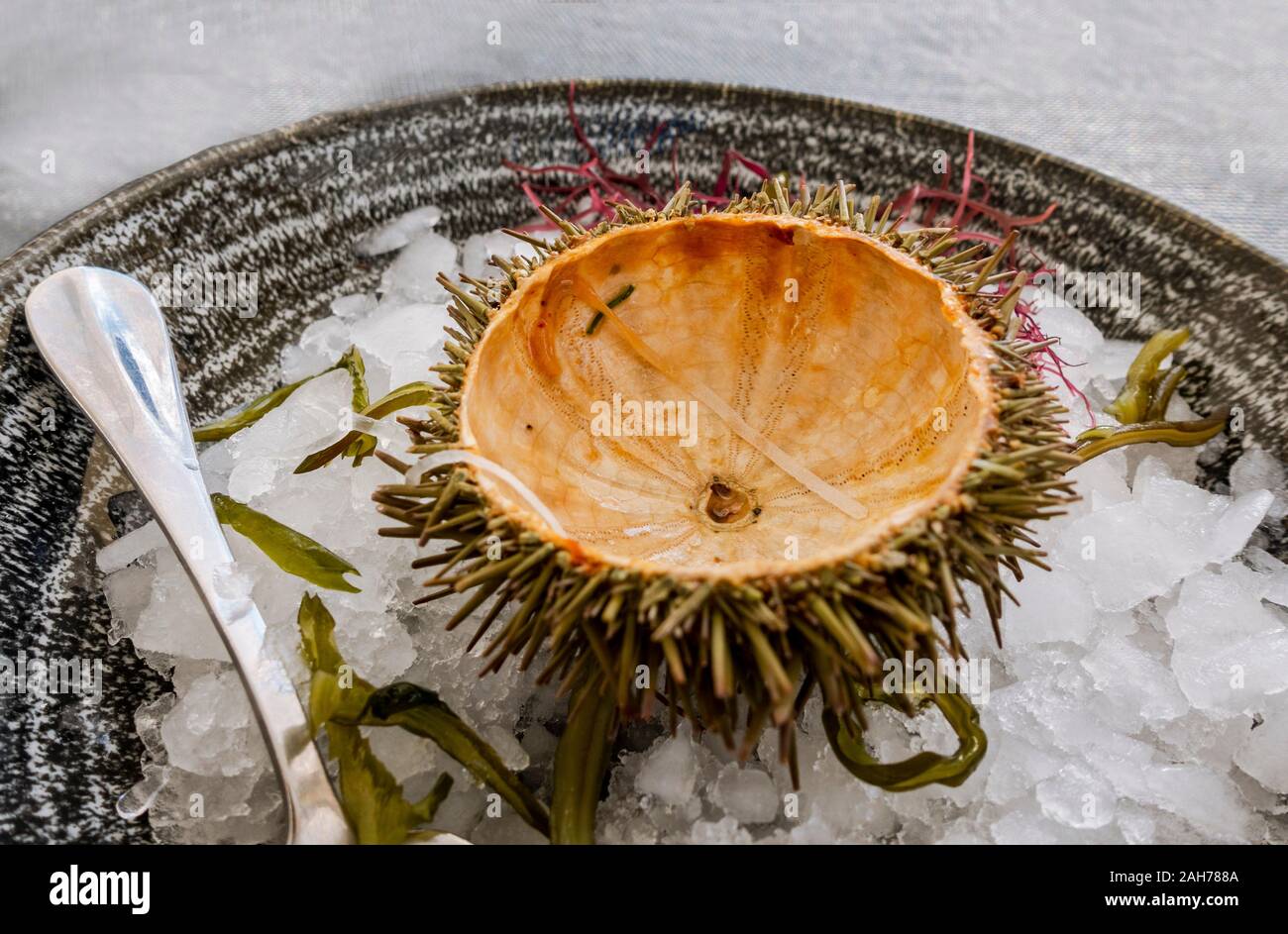 Leere Schale eines Urchins am Mittelmeer auf dem Eisbett. Stockfoto