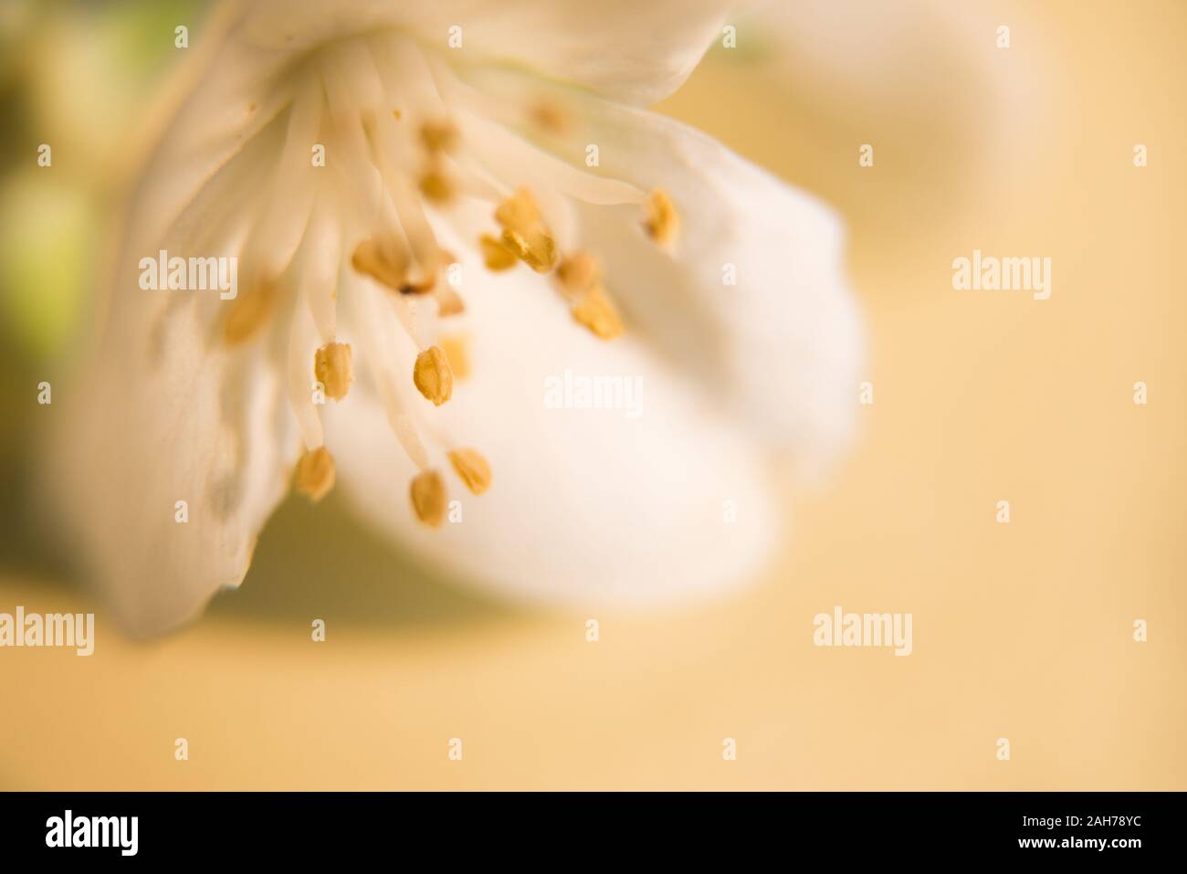 Nahaufnahme der Blüte einer weißen Blume gegen Ein blassgelber Bokeh-Hintergrund Stockfoto