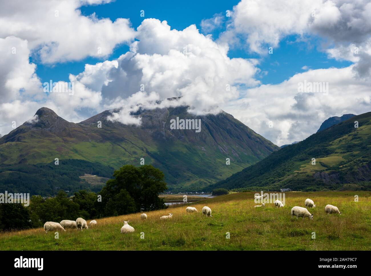 Eine große Herde Schafe in einem friedlichen schottischen Berg Weide unter einem blauen Himmel mit geschwollenen Wolken Stockfoto