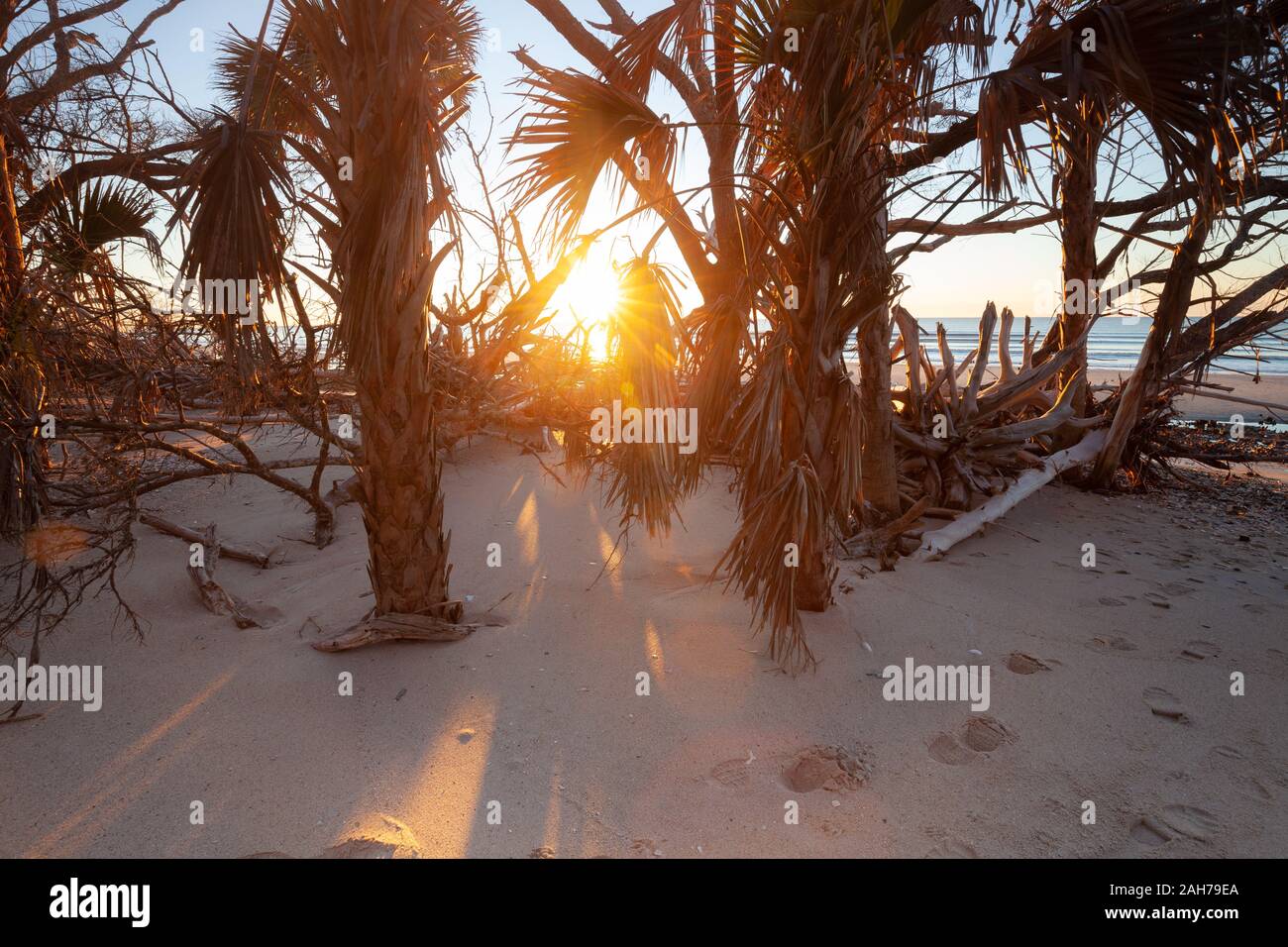 Tropischen Strand mit Kokospalmen am sonnigen Morgen. Florida, USA Stockfoto