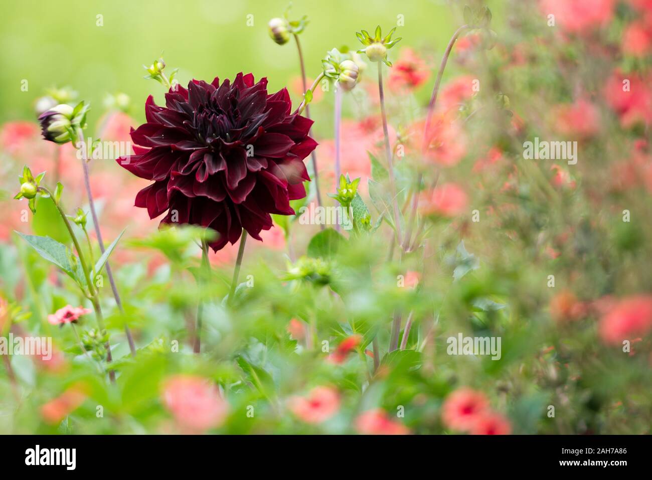 Nahaufnahme einer schwarzen Dahlie zwischen Mohnblumen gegen eine Grüner Bokeh-Hintergrund Stockfoto