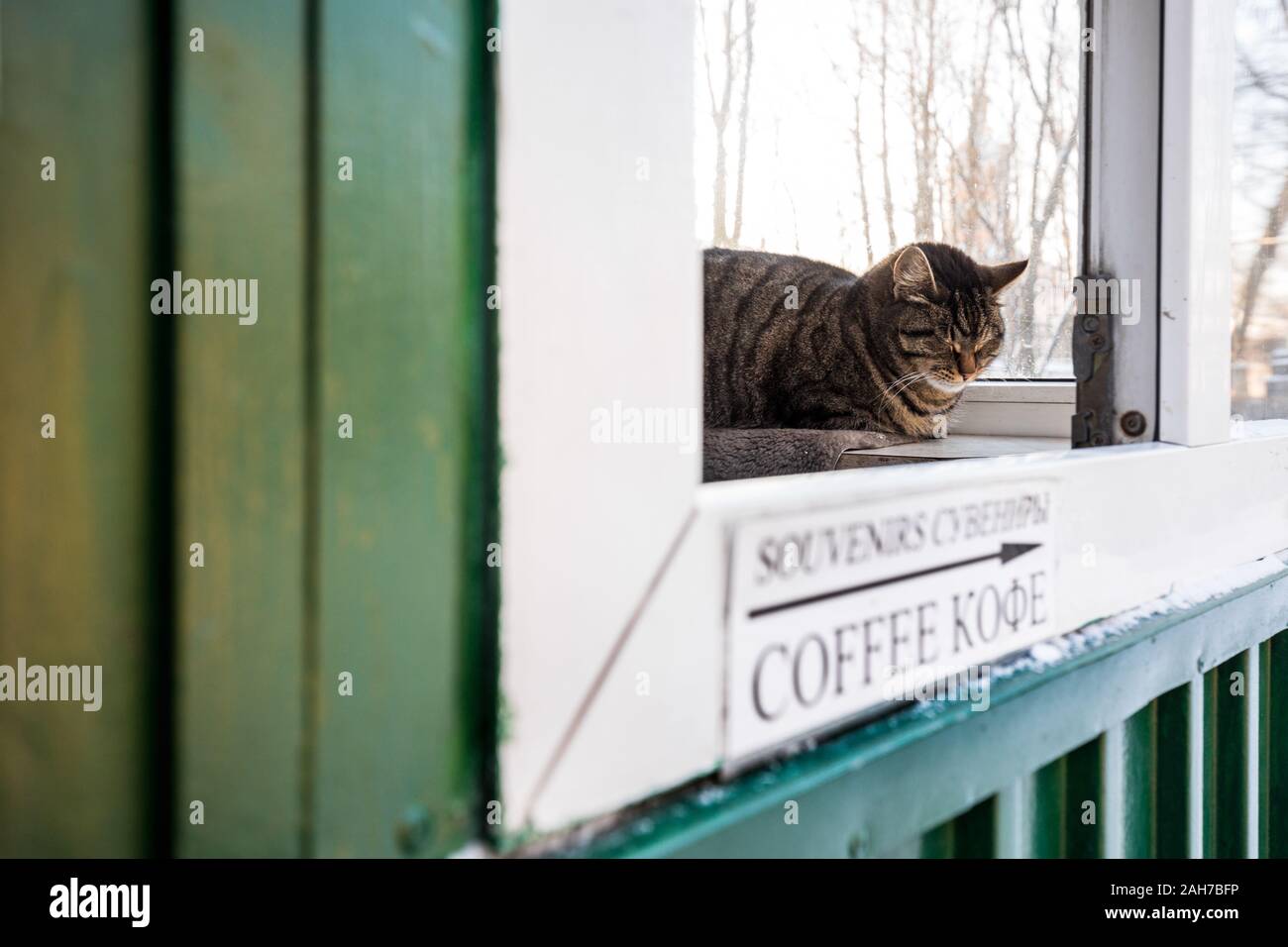 Nahaufnahme einer tabby Katze, die in einer Wache schläft Post in St.Petersburg Stockfoto