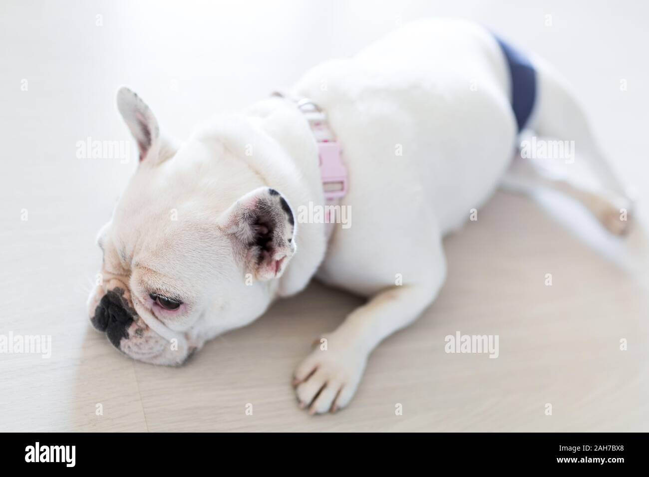 Nahaufnahme einer weißen französischen Bulldogge mit Windel Faul auf dem Boden liegen Stockfoto
