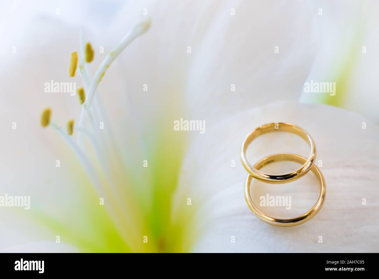 Nahaufnahme von zwei goldenen Eheringen, die auf dem liegen Blütenblätter einer blühenden Lilie Stockfoto