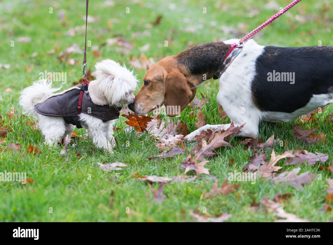 Hagley, Worcestershire, Großbritannien. 26. Dezember 2019. Hunde begrüssen sich als Albrighton und Wald Jagd Raffungen an Hagley Halle am zweiten Weihnachtstag für seine traditionellen jährlichen Treffen. Peter Lopeman/Alamy leben Nachrichten Stockfoto