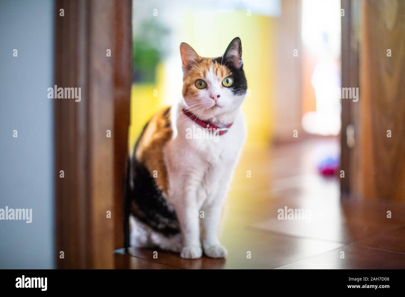 Nahaufnahme einer dreifarbigen weiblichen Calico Katze mit Ein roter Kragen steht vor der Haustür und starrt auf die Kamera Stockfoto