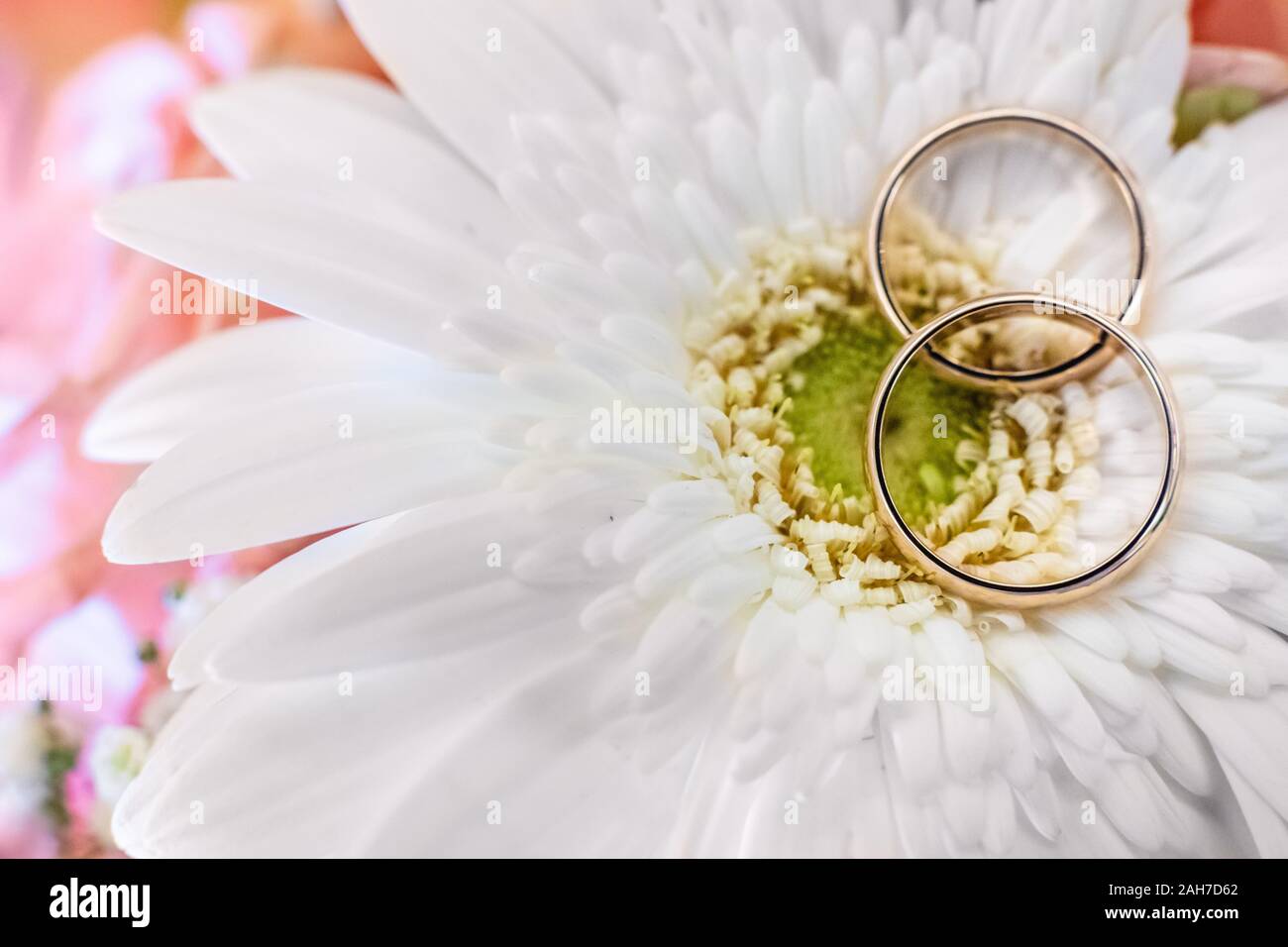 Zwei goldene Eheringe liegen auf einer weißen Gänseblümchen-Blüte Gegen einen rosa Bokeh Hintergrund Stockfoto