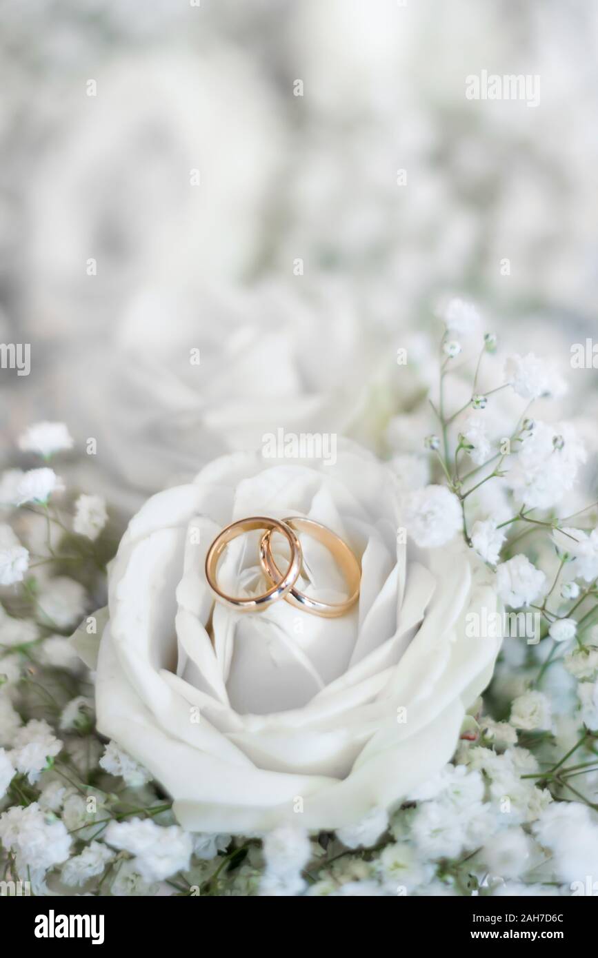 Nahaufnahme von zwei goldenen Eheringen, die auf den Blütenblättern einer weißen Rose auf einem weißen Bokeh-Hintergrund liegen Stockfoto
