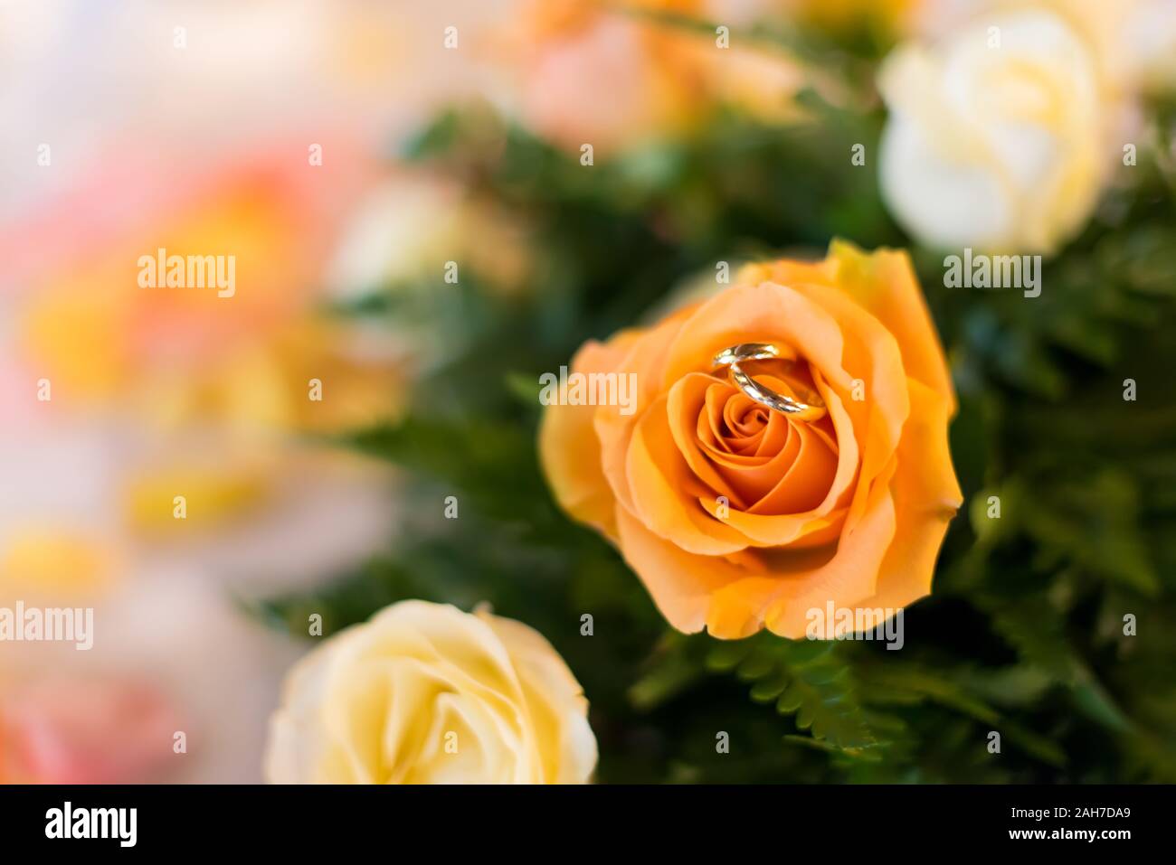 Nahaufnahme einer orangefarbenen Rose mit zwei goldenen Hochzeiten Klingelt vor einem bunten Bokeh Hintergrund Stockfoto