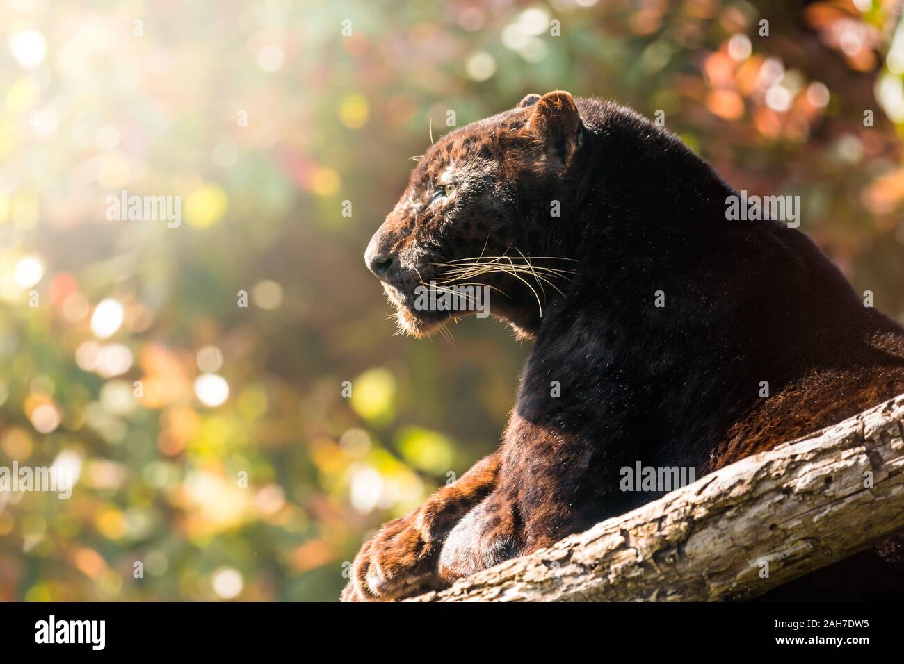 Nahaufnahme eines schwarzen Panthers, der auf einem Ast sitzt und im frühen Morgenlicht seitwärts schaut, vor einem grünen Bokeh-Hintergrund Stockfoto