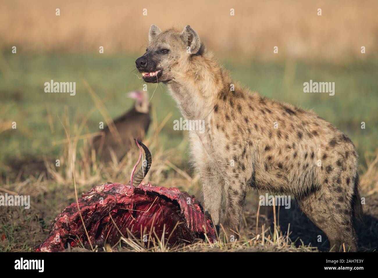 Hyäne mit rotem Lechwe töten (gestohlen von einem Leoparden) in Moremi NP (Khwai-Gebiet), Botswana, Afrika Stockfoto