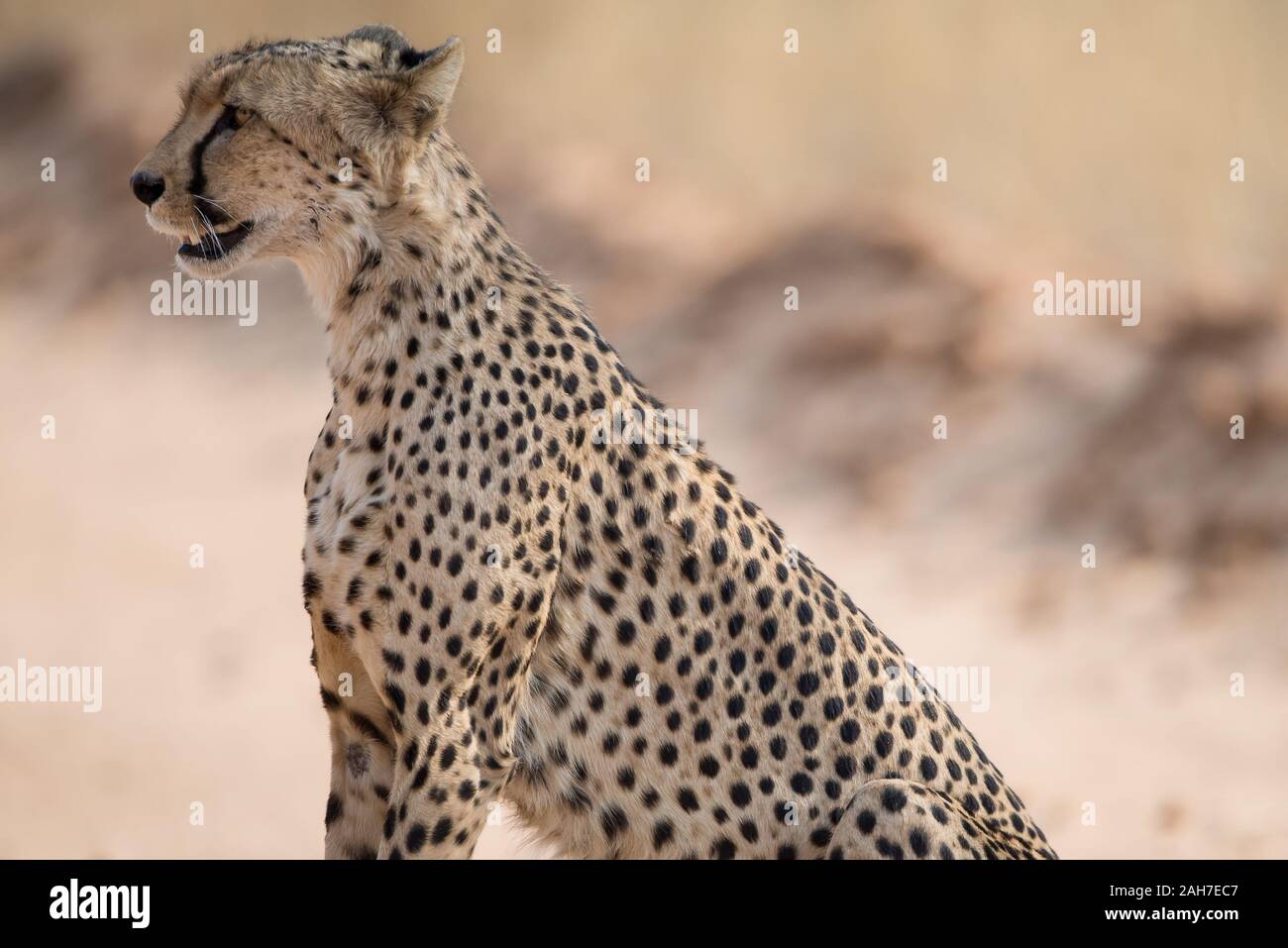 Gepard (Acinonyx jubatus) sitzt auf Sandbahn in Mabuasehube, Botswana, Afrika Stockfoto