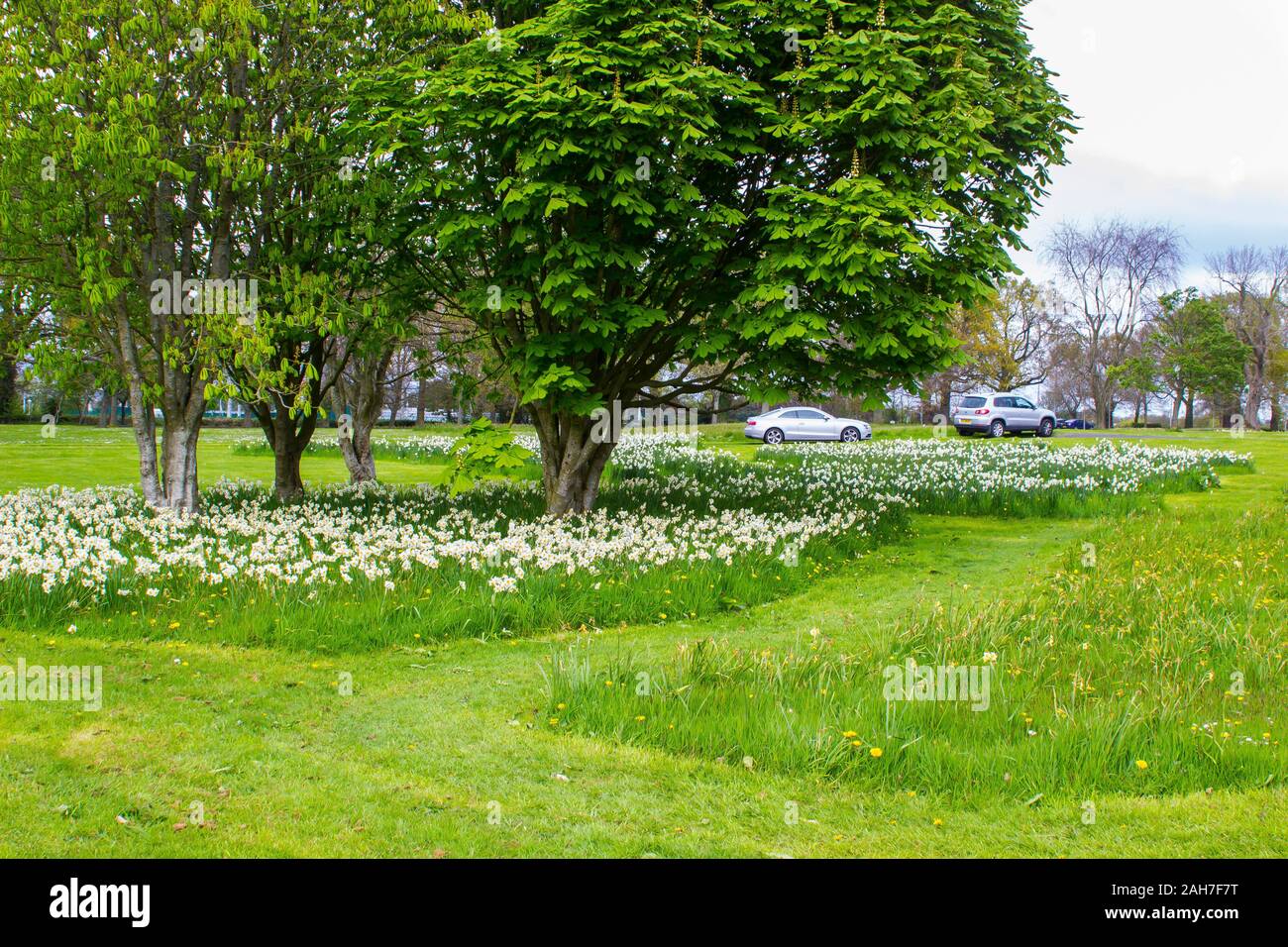 27. April 2017 Betten der weißen Narzisse unter den Bäumen auf einem grasigen Hang im öffentlichen Park an der Barnett's Desmesne Belfast Ende April.. Stockfoto