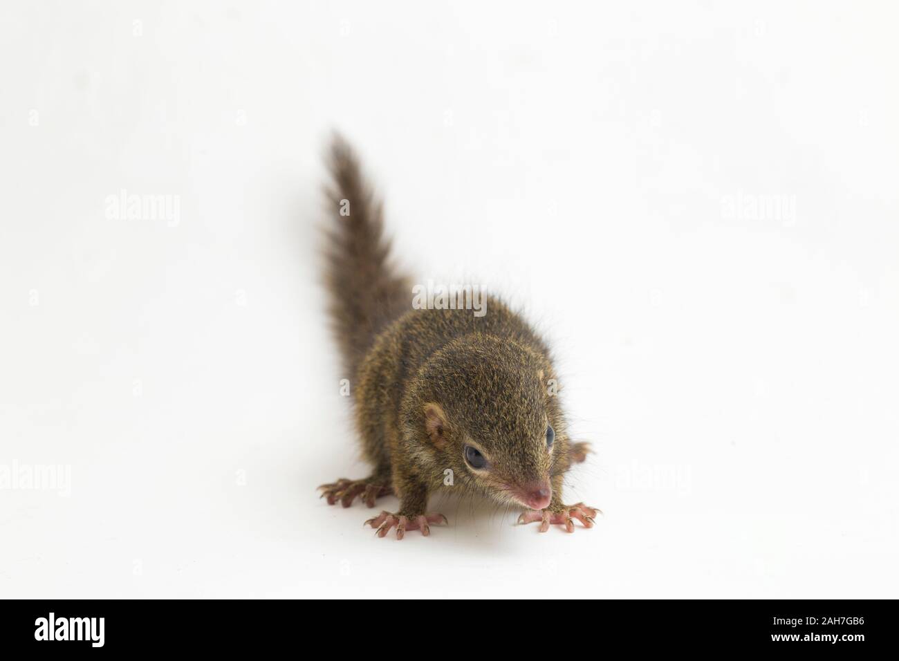 Horsfield des treeshrew (tupaia Javanica), auch genannt Javan treeshrew, ist ein treeshrew Arten innerhalb der Tupaiidae. auf weißem Hintergrund Stockfoto