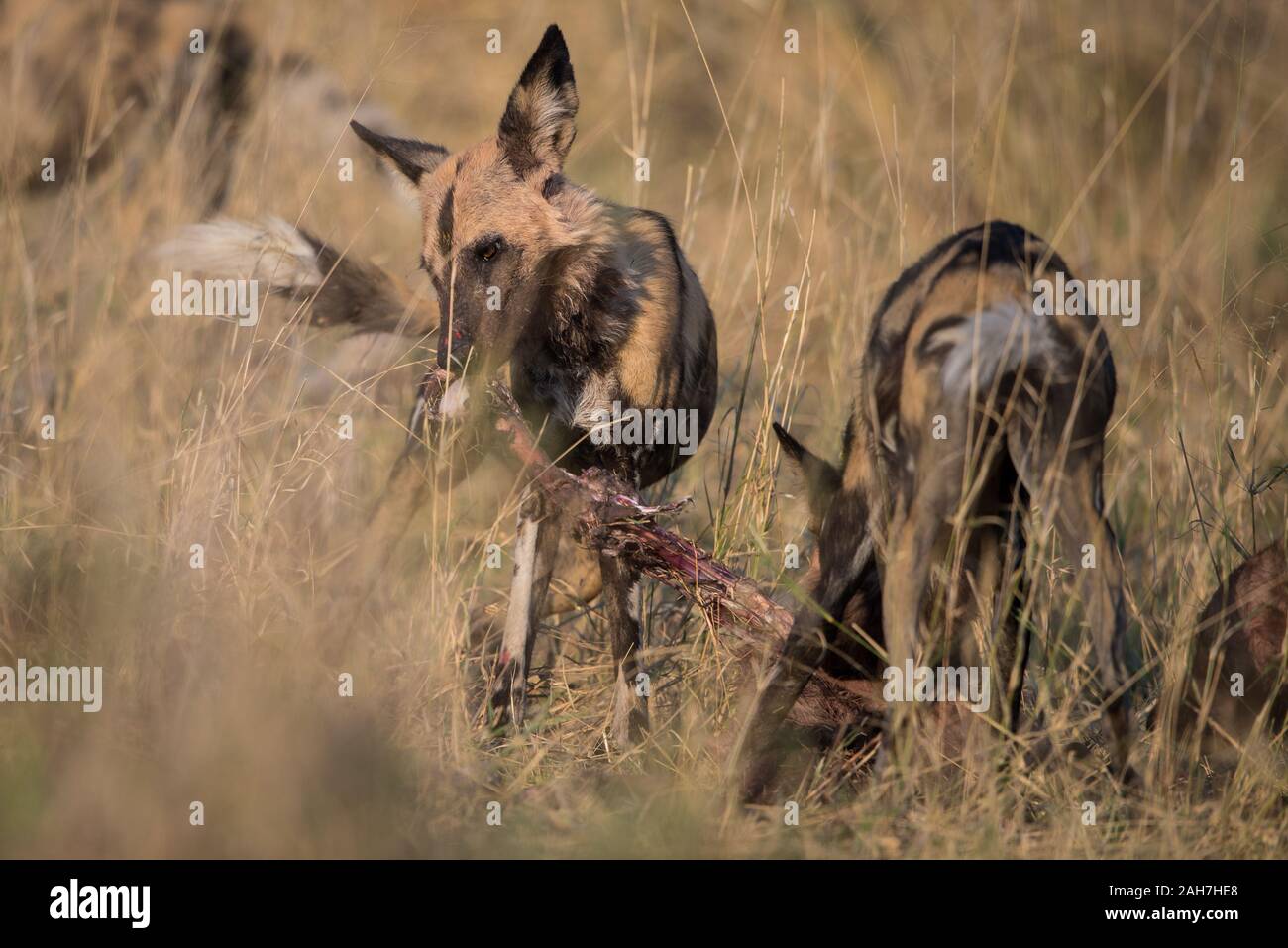 Packung mit Afrikanische Wildhunde (Lycaon pictus) mit impala Töten im Moremi NP (khwai), Botswana Stockfoto