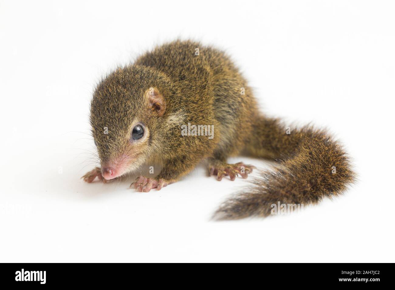 Horsfield des treeshrew (tupaia Javanica), auch genannt Javan treeshrew, ist ein treeshrew Arten innerhalb der Tupaiidae. auf weißem Hintergrund Stockfoto