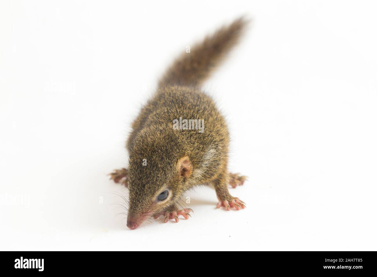 Horsfield des treeshrew (tupaia Javanica), auch genannt Javan treeshrew, ist ein treeshrew Arten innerhalb der Tupaiidae. auf weißem Hintergrund Stockfoto