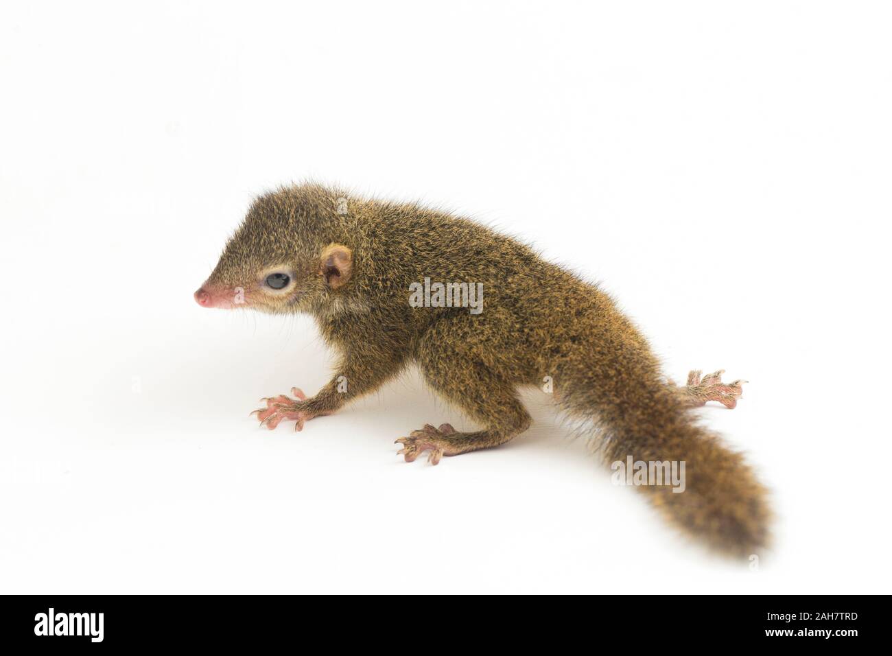 Horsfield des treeshrew (tupaia Javanica), auch genannt Javan treeshrew, ist ein treeshrew Arten innerhalb der Tupaiidae. auf weißem Hintergrund Stockfoto