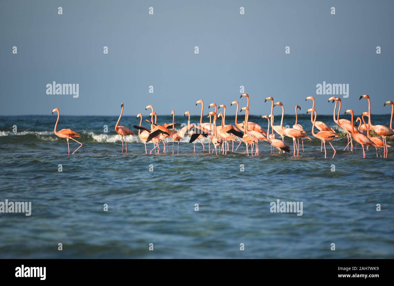 Vögel der Bahama Inseln. Nahaufnahme von einer Herde von wilden Flamingos genießt eine Untiefe im Meer in der Nähe der entlegenen Insel Mayaguana. Stockfoto