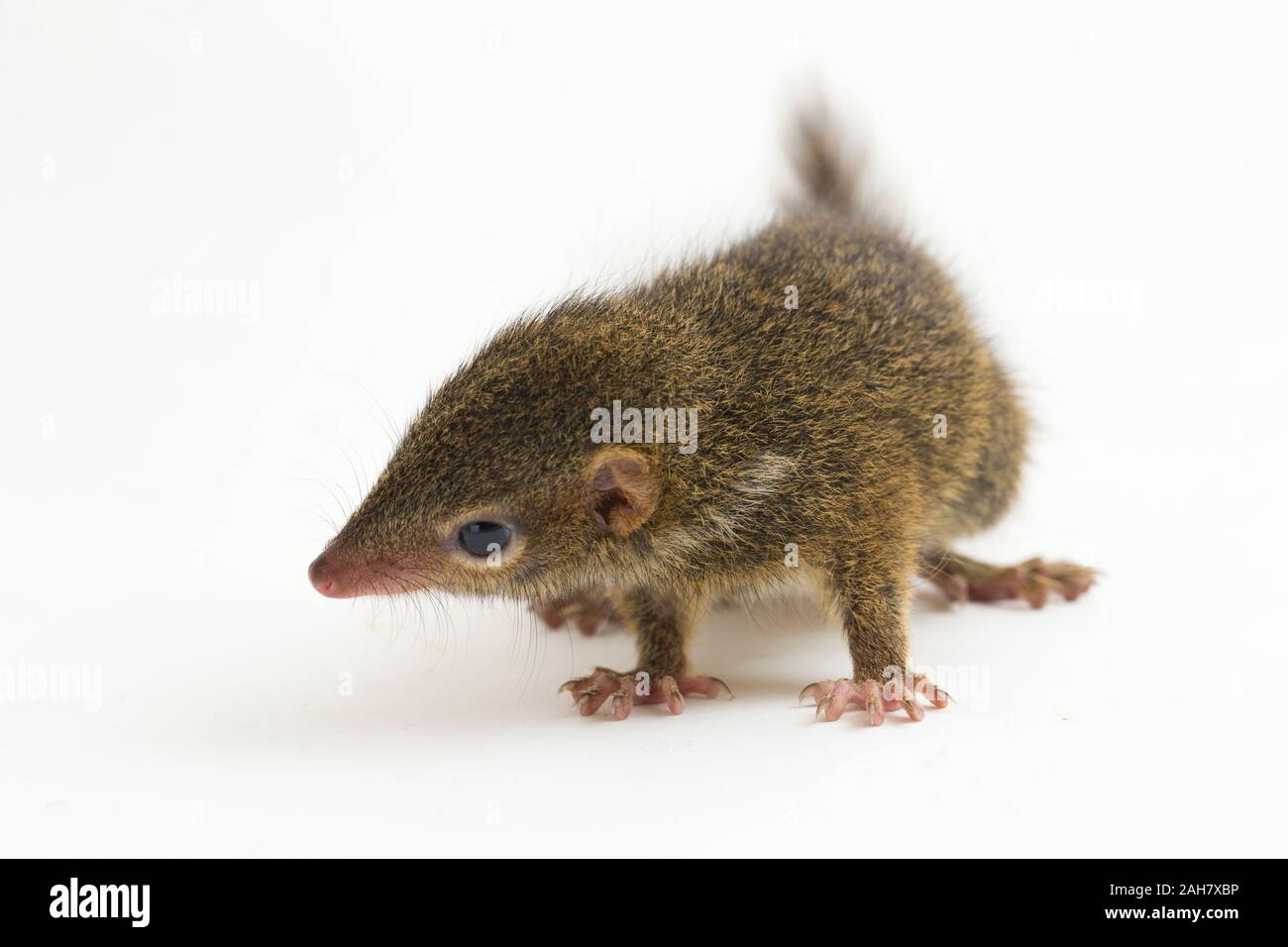 Horsfield des treeshrew (tupaia Javanica), auch genannt Javan treeshrew, ist ein treeshrew Arten innerhalb der Tupaiidae. auf weißem Hintergrund Stockfoto