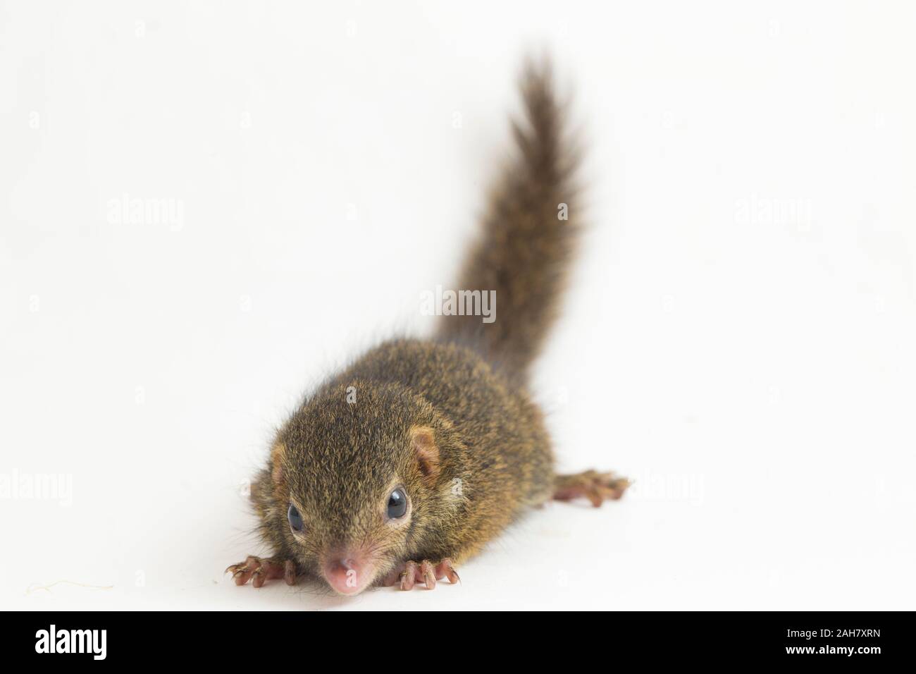 Horsfield des treeshrew (tupaia Javanica), auch genannt Javan treeshrew, ist ein treeshrew Arten innerhalb der Tupaiidae. auf weißem Hintergrund Stockfoto