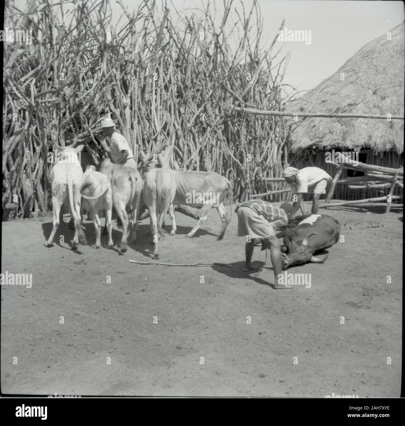 Kenia, Ruel: KuriaThroning Kuh, ca. 1958. 2012/001/6/2/22 E. Stockfoto