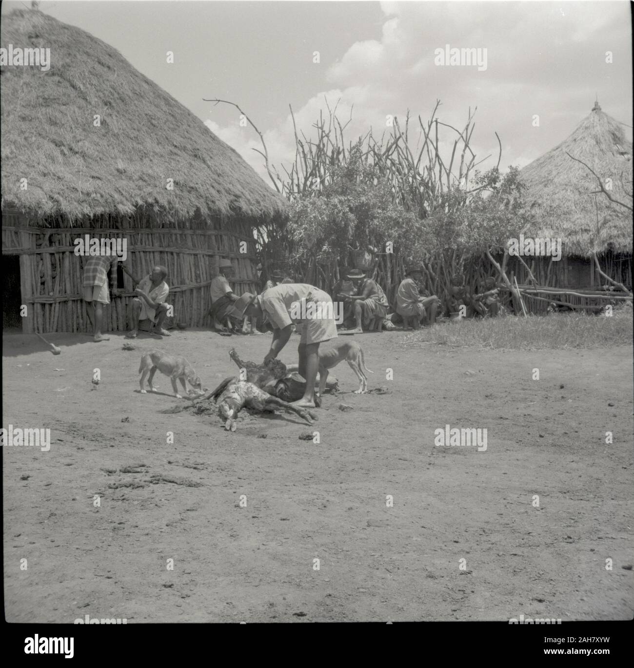 Kenia, Ruel: KuriaMan nehmen Anteil, ca. 1958. 2012/001/6/2/24D. Stockfoto