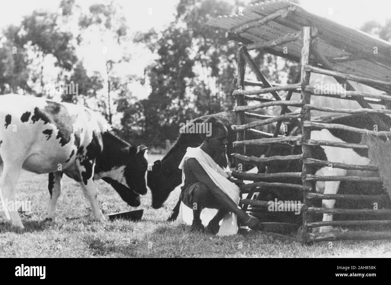 Kenia, einem afrikanischen Farm hand Feeds eine Herde von Friesische Kühe auf einem kenianischen Farm. Originalmanuskript Bildunterschrift: Melken war oft in Eimern getan in der offenen Weiden bewegt. In Gebieten mit geringen Niederschlägen, eine Ranch können 30.000 bis 40.000 Hektar, 1950. 1995/076/1/2/3/31. Stockfoto